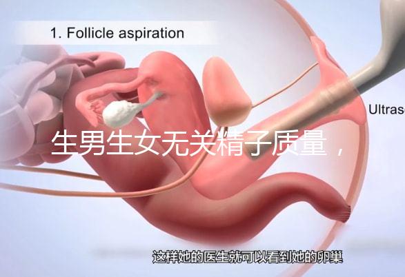 生男生女無關精子質量,分享成功懷男孩的4個細節經驗