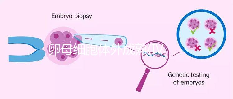 卵母細胞體外成熟(IVM)科普，不熟卵子未完的緣分