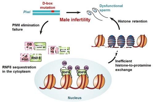 取卵后10天會來月經嗎？快拿小本本記好準確時間