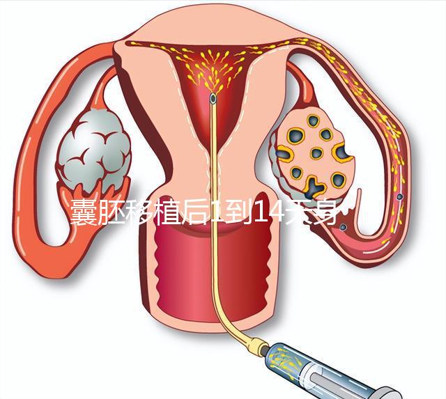 囊胚移植后1到14天身體／hcg均有變化！一張動畫圖清晰預(yù)見