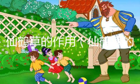 仙鶴草的作用（仙鶴草的作用與功效）