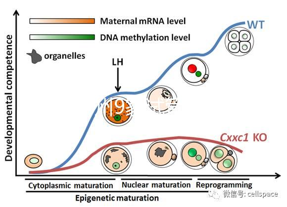 最新鄭州9家試管嬰兒醫院排名、哪家成功率最高