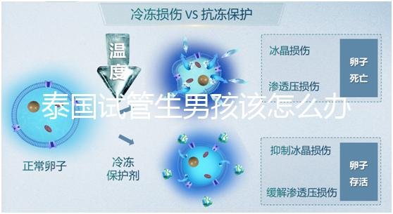 泰國試管生男孩該怎么辦?詳細(xì)助孕流程快速收集