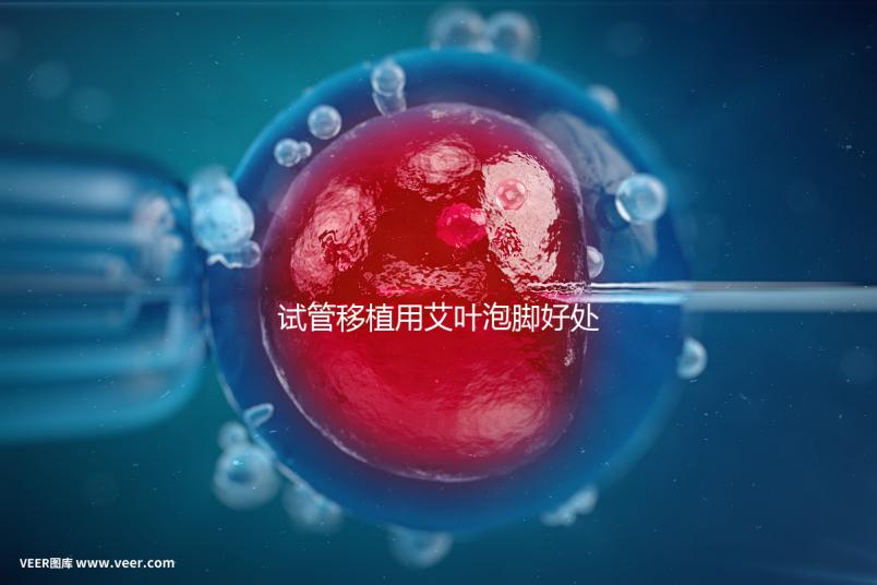 試管移植用艾葉泡腳好處多，幫助胚胎著床僅為其作用之一