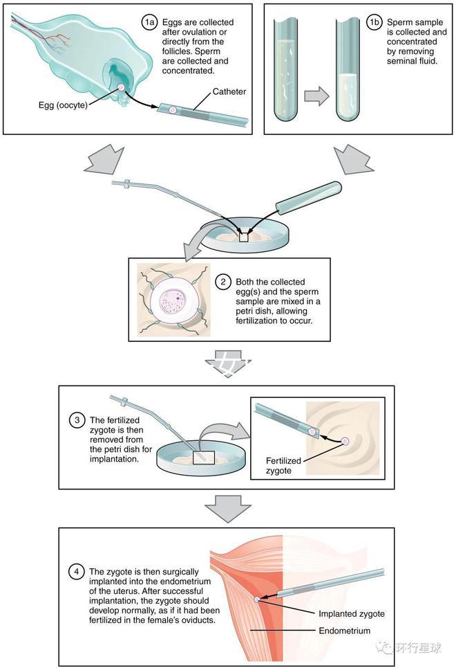 貴陽未婚子女戶口如何向婦女介紹，附2024年結算流程